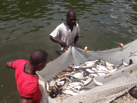 Le projet d’appui au developpement de l’aquaculture a travers le renforcement de la Direction De Pêches et d’Aquaculture prend fin