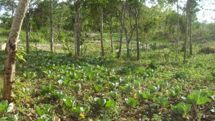 Agricultura en Haití