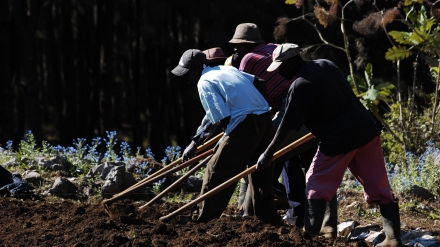 Les hommes labourage